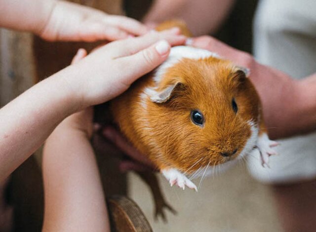 Kinder halten ein dickes Meerschweinchen