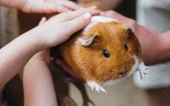 Kinderhände halten ein Meerschwein