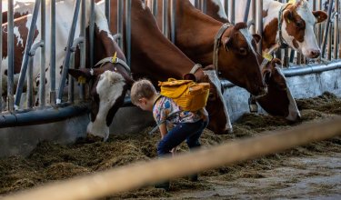 Kind mit gelbem Rucksack beugt sich vor Kühen, die in einem Stall fressen