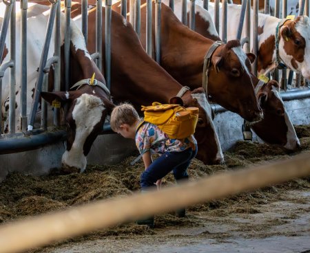 Kind füttert Kühe im Stall