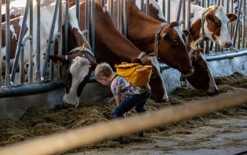 Junge füttert Kuh mit Stroh