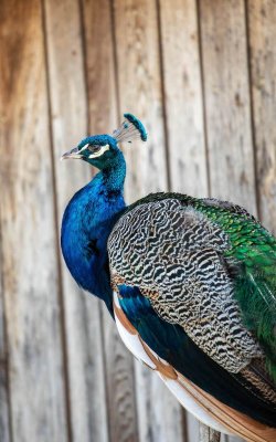 Seitliche Nahaufnahme eines Pfaues vor einer hölzernen Wand