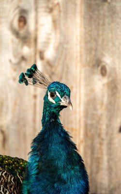 Pfau mit blau-grünem Gefieder vor einer Holzplanke, Schatten an der Wand rechts