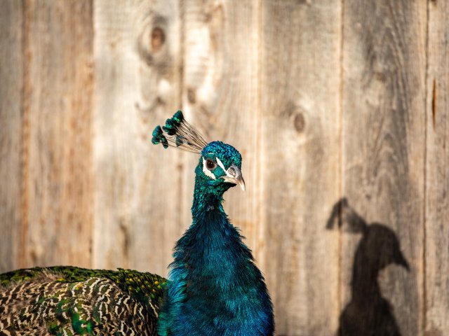 Farbenprächtiger Pfau 