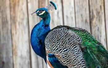 Wunderschöner Pfau am Ottonenhof