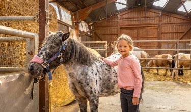 Mädchen in rosa Pullover streichelt geschecktes Pony in einer Scheune mit weiteren Ponys im Hintergrund