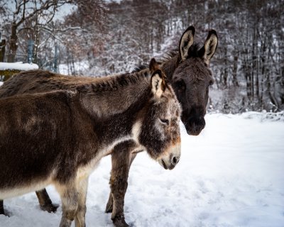 Zwei Esel stehen nebeneinander im Schnee vor einem bewaldeten Hügel bei Sonnenuntergang