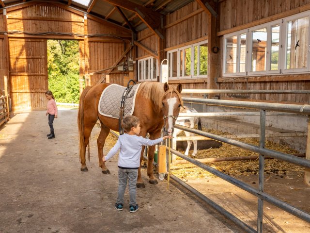 Kleiner Junge füttert Pony im Stall