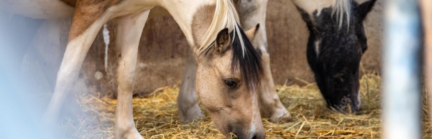 Ponys im Stall