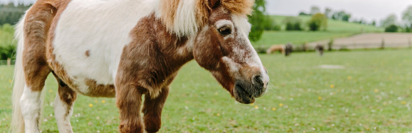 Süßes Pony auf Blumenwiese