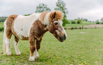 Pony auf Wiese