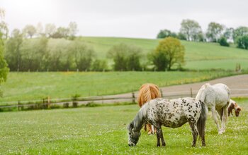 Ponys weiden auf der Wiese