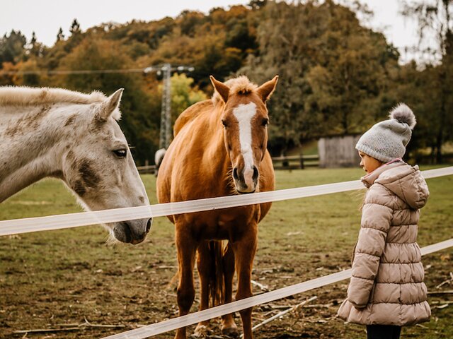 Mädchen sieht sich die Ponys im Freien an