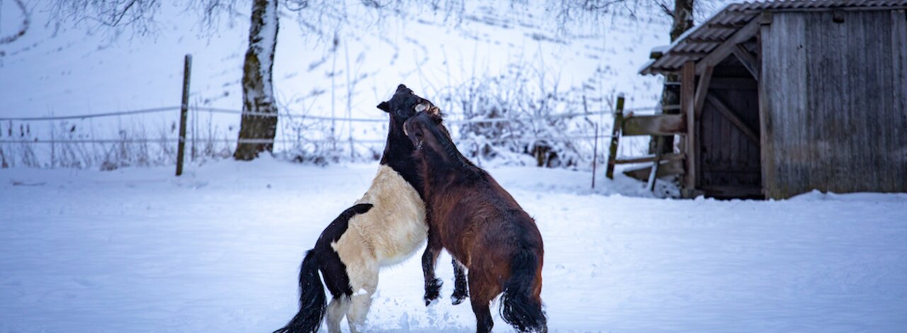 Zwei Pferde auf der verschneiten Weide