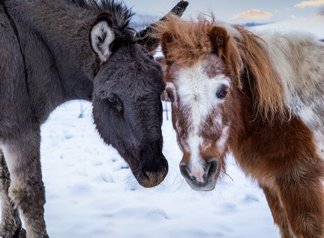 Esel und Pony auf der verschneiten Weide
