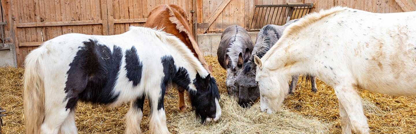 Ponys im Stall