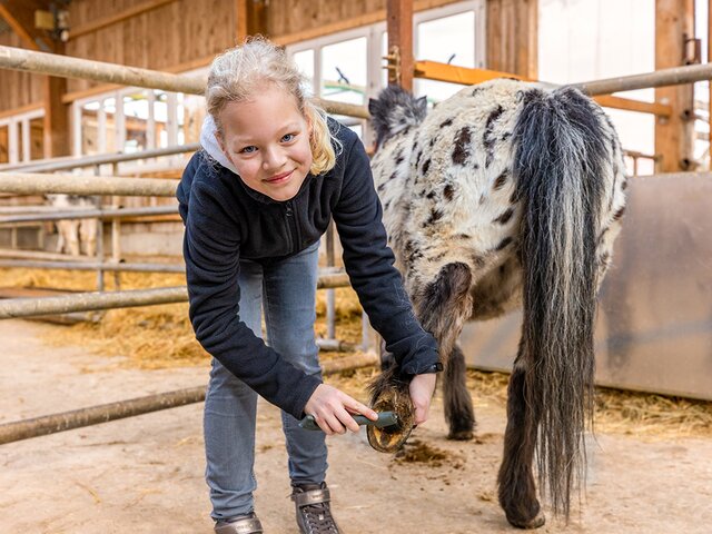 Hufe auskratzen beim Pferd