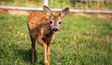 Junges Reh mit großen Ohren geht auf grünem Gras in einem umzäunten Bereich