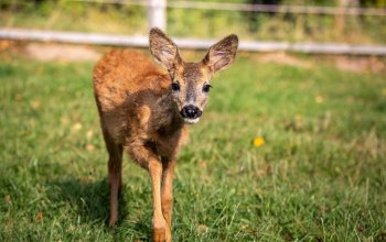 Rehkitz läuft auf Kamera zu