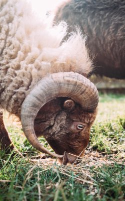 Nahaufnahme eines braunen Schafs mit großen Hörnern, das auf einer Wiese grast, daneben ein dunkles Schaf
