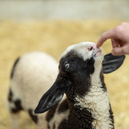 Nahaufnahme eines schwarz-weißen Lamms, das eine Hand berührt, unscharfer Strohboden im Hintergrund