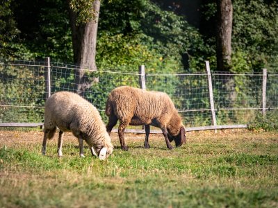 Zwei Schafe grasen nebeneinander auf einer Wiese vor einem Drahtzaun und Bäumen