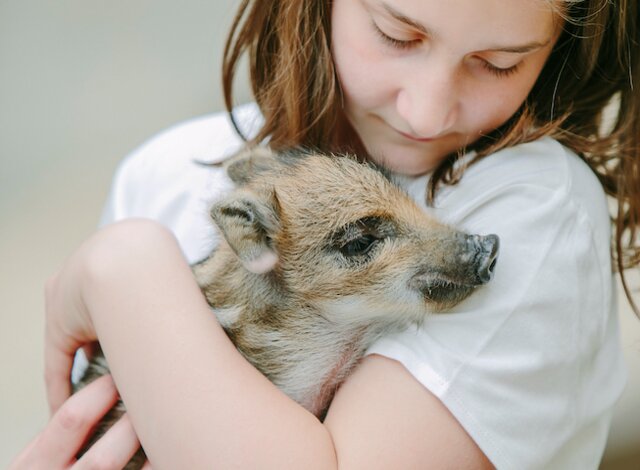 Mädchen hält ein kleines Wildschwein im Arm