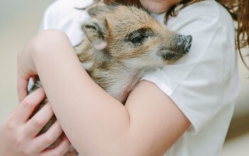 Mädchen haltet das Wildschwein