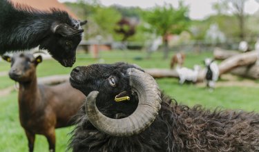 Schwarzes Schaf mit großen Hörnern blickt eine schwarze Ziege an, weitere Ziegen im Hintergrund