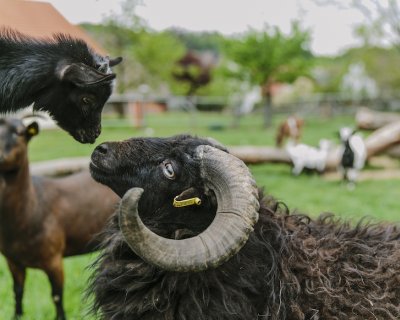 Schwarzes Schaf mit großen Hörnern blickt eine schwarze Ziege an, weitere Ziegen im Hintergrund