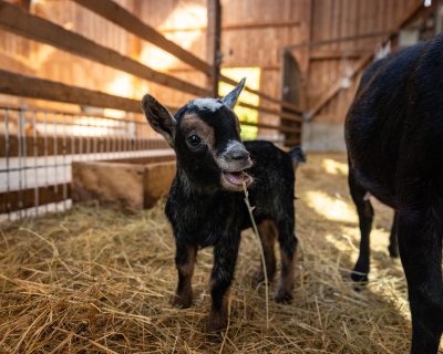 Jungziege frisst Stroh in einem hellen Stall neben einer größeren Ziege