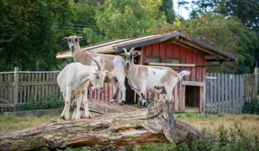 Drei Ziegen stehen auf einem großen Baumstamm vor einem roten Holzhaus und einem Zaun