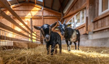 Zwei Ziegen in einem hellen Holzstall, eine vorne im Stroh, die andere im Hintergrund