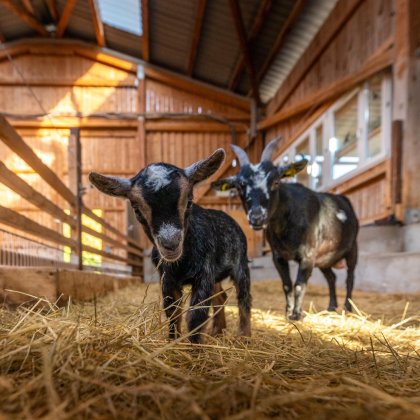Zwei Ziegen in einem hellen Holzstall, eine vorne im Stroh, die andere im Hintergrund