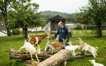 Ziegen im Streichelzoo