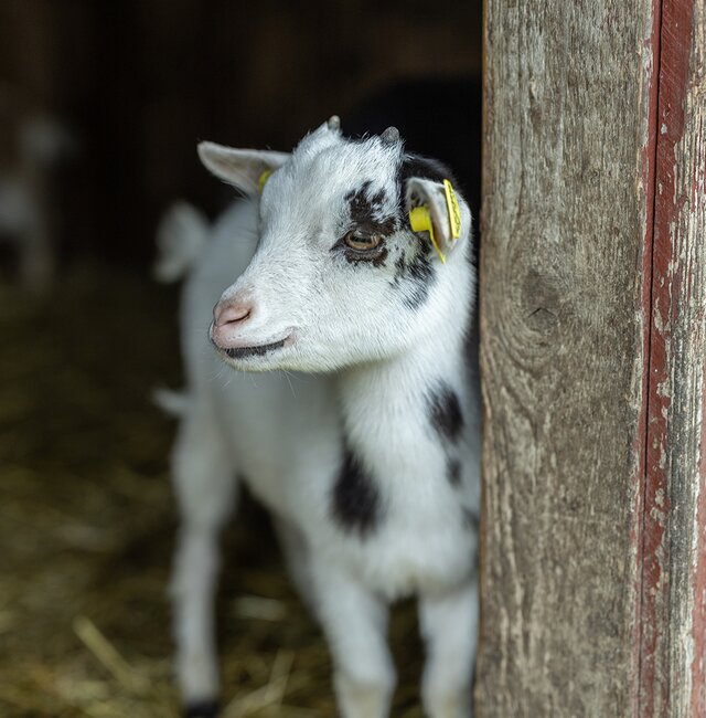 Ziege mit Baby