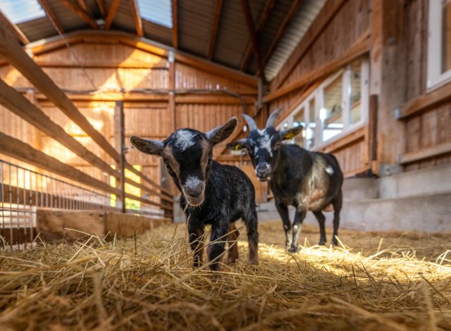 Babyziegen und Mutter schauen interessiert in die Kamera