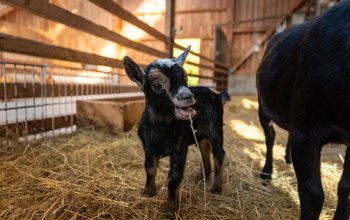 Zieglein schaut in die Kamera