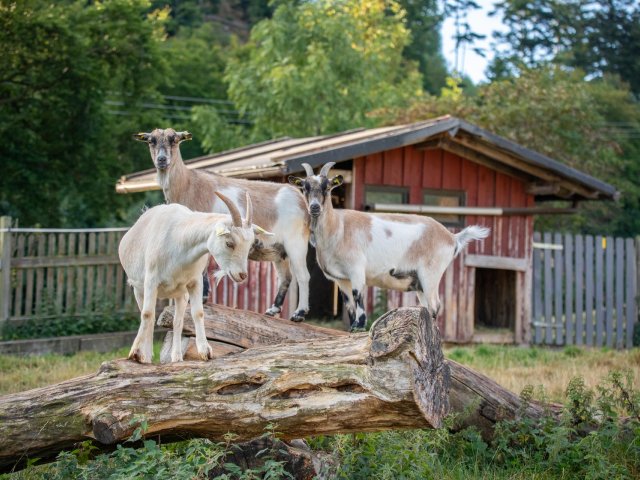 Ziegen auf einem Baumstamm