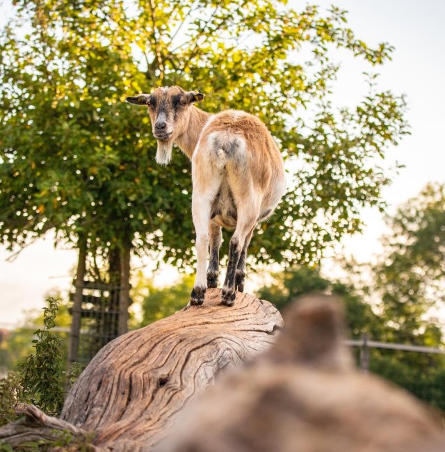 Ziege auf Baumstamm