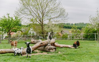 Blick auf die Ziegen