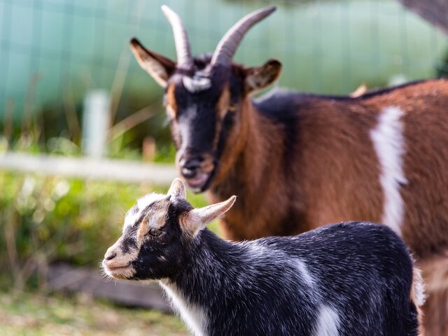 Babyziege mit Muttertier