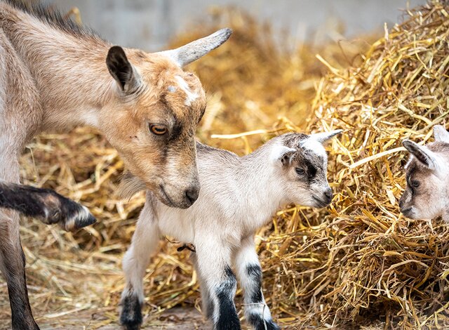 Ziegenbaby mit Muttertier